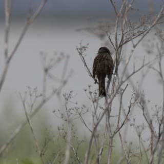 Perched Serenity