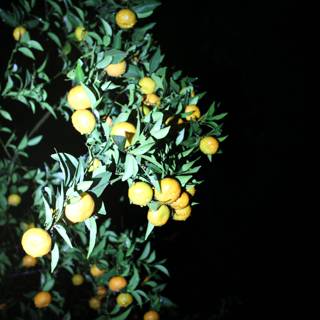 Citrus Fruits in the Dark