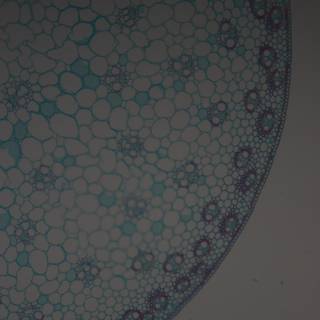 Blue Patterned Plant Cell