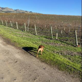 Canine Companion Strolls Through the Vineyard