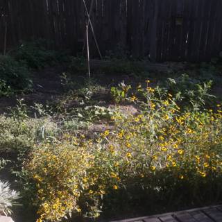 A Vibrant Garden Blooming with Yellow Flowers