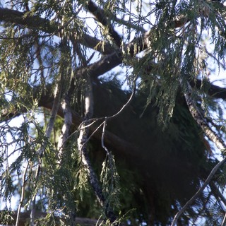 Great Horned Owl Perched in Yosemite Cedar Tree