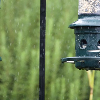 Small Bird Feeding in the Rain at Garden Feeder