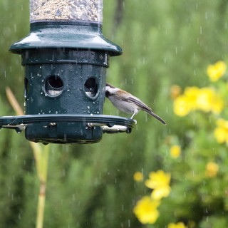 Chickadee Feeding in the Rain at Garden Bird Feeder