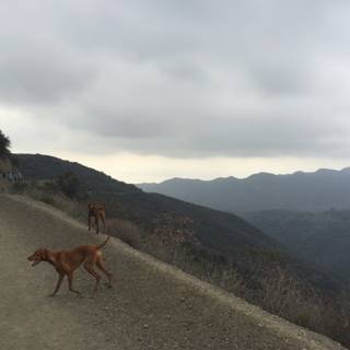 Two Canine Friends Enjoying a Walk in the Mountains