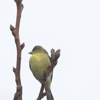 Lesser Goldfinch Perched on Winter Branch