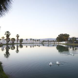 Scenic Pond with Swans and Palm Trees