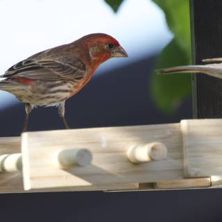 Afternoon Gathering at the Feeder