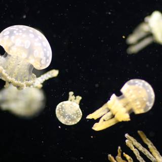 Majestic Jellyfish Wonder in Aquarium