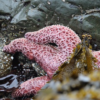 Vibrant Purple Sea Stars Clinging to Tidal Rocks