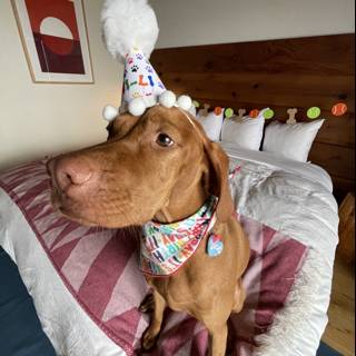 A Birthday Pup