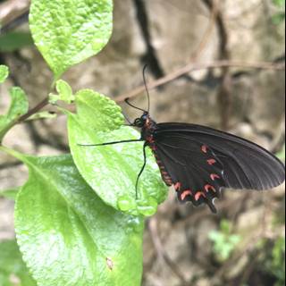 Black and Red Butterfly on a Leaf