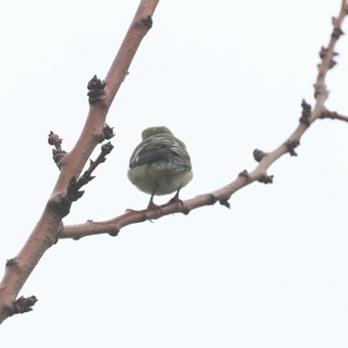 Puffed-Up Songbird Resting on Bare Winter Branch