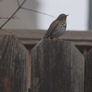 Hermit Thrush Perched on Weathered Wooden Fence