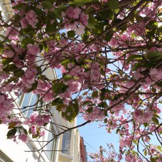 Blossoming Cherry Tree on a San Francisco Street