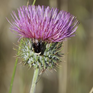 bombus