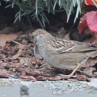 Small Brown Sparrow Foraging Among Autumn Leaves