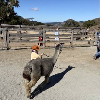 Llama Adventures in Carmel Valley