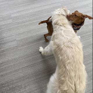 Canine Clash: Battle Over a Toy