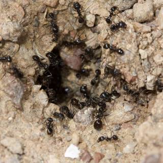 Ants Emergence