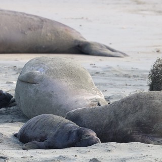 Northern Elephant Seals Resting on Sandy Beach