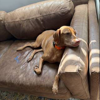 Cozy Canine Morning