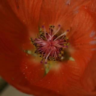 Vibrant Geranium Blossom