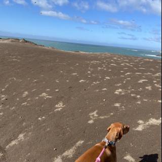 A Beach Walk with My Best Friend