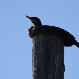 Double-Crested Cormorant Silhouetted on Weathered Wooden Post