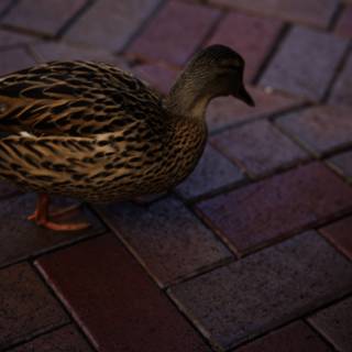 Strolling Duck at Disneyland