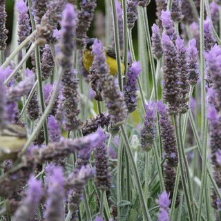 garden or lavender farm