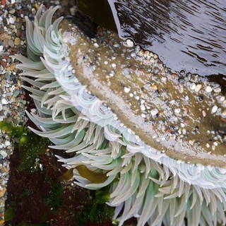Giant Green Anemone Unfurled in Tidal Pool