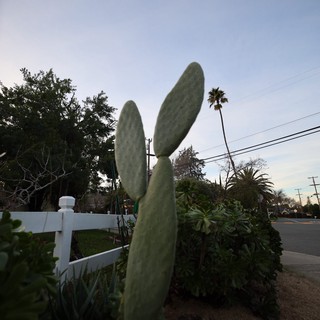 Prickly Pear Cactus at Dusk in Suburban California