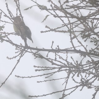 Small Bird Perched on Bare Winter Branches