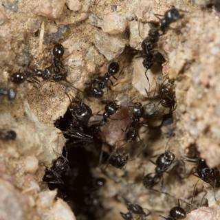 A Community of Ants