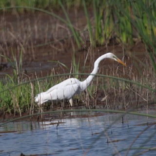 Great Egret Hunting in Shallow Wetland Waters
