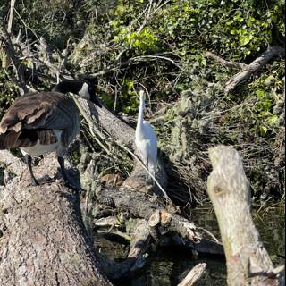 Majestic Waterfowl on Driftwood