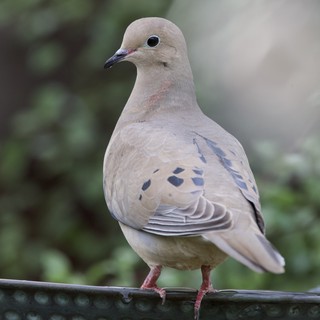 Mourning Dove Perched on Garden Rail