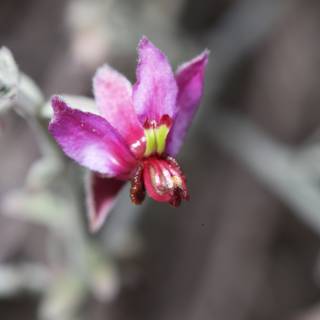 Radiant Geranium Blossom