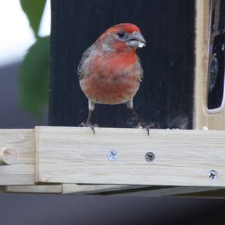 Perch and Peek