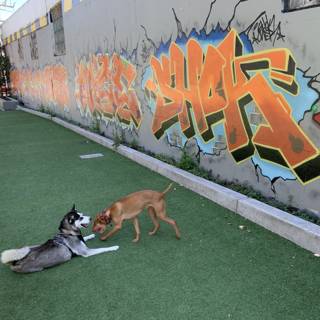 Canine Playtime amidst Architectural & Graffiti Art