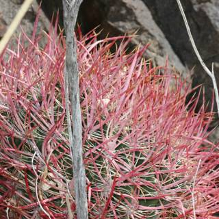 Red-Stemmed Cactus