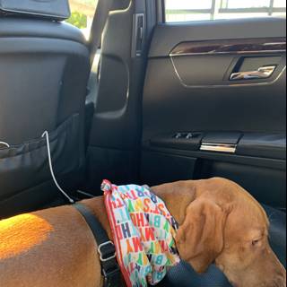 Cozy Canine in the Car