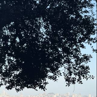 Sausalito's Natural Frame