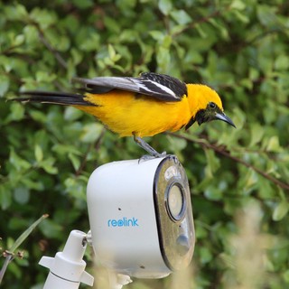 Hooded Oriole Perched on Security Camera