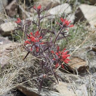 Lone Red Flower in the Rocky Desert