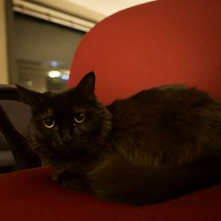 Midnight on the Red Chair