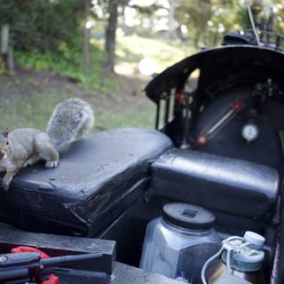 The Hitchhiking Squirrel at SF Zoo