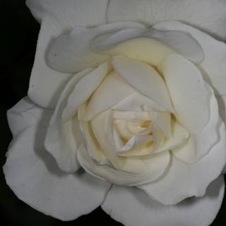 A Single White Rose in the Shadows