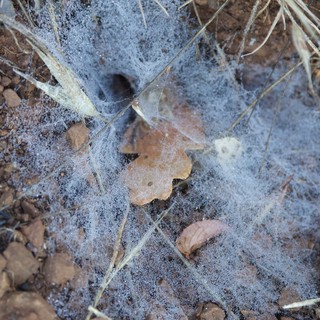 Spider Web Shroud Over Forest Floor Debris
